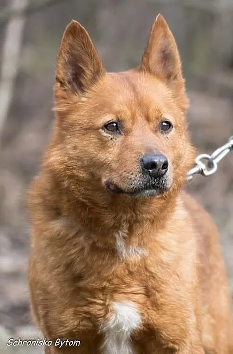Tango szuka domu, Śląskie, Bytom