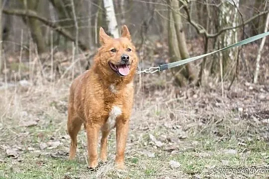 Tango szuka domu, Śląskie, Bytom
