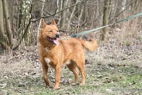 Tango szuka domu, Śląskie, Bytom