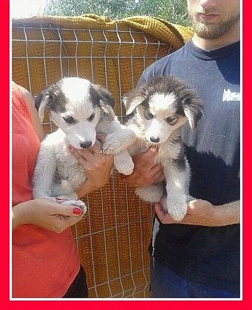 Szczeniaki,piesek,suczka,duże,mix malamuta 2,5mies