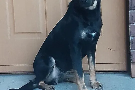 LUCY - skrzywdzona przez Radysy sunia szuka doświadczonego opiekuna!