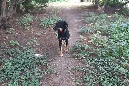 LUCY - skrzywdzona przez Radysy sunia szuka doświadczonego opiekuna!, Mazowieckie, Warszawa