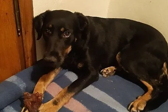 LUCY - skrzywdzona przez Radysy sunia szuka doświadczonego opiekuna!, Mazowieckie, Warszawa