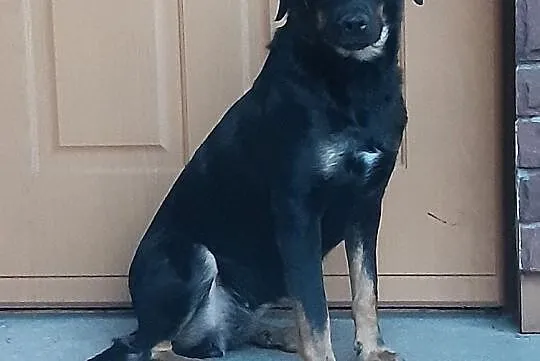 LUCY - skrzywdzona przez Radysy sunia szuka doświadczonego opiekuna!, Mazowieckie, Warszawa