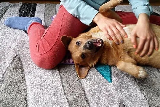 Przyjacielski, nieduży Mopek, super psiak szuka domu!