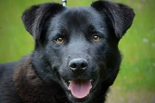 Artek kochany, młodziutki czarnotek do adopcji,  śląskie Katowice