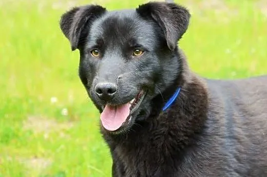 Artek kochany, młodziutki czarnotek do adopcji,  ś