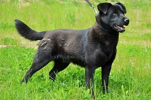 Artek kochany, młodziutki czarnotek do adopcji,  ś