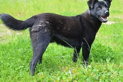 Artek kochany, młodziutki czarnotek do adopcji,  ś
