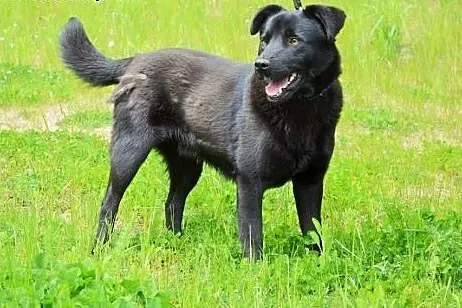 Artek kochany, młodziutki czarnotek do adopcji,  ś