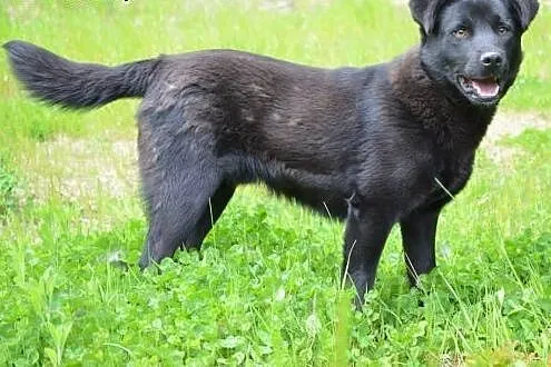 Artek kochany, młodziutki czarnotek do adopcji,  ś