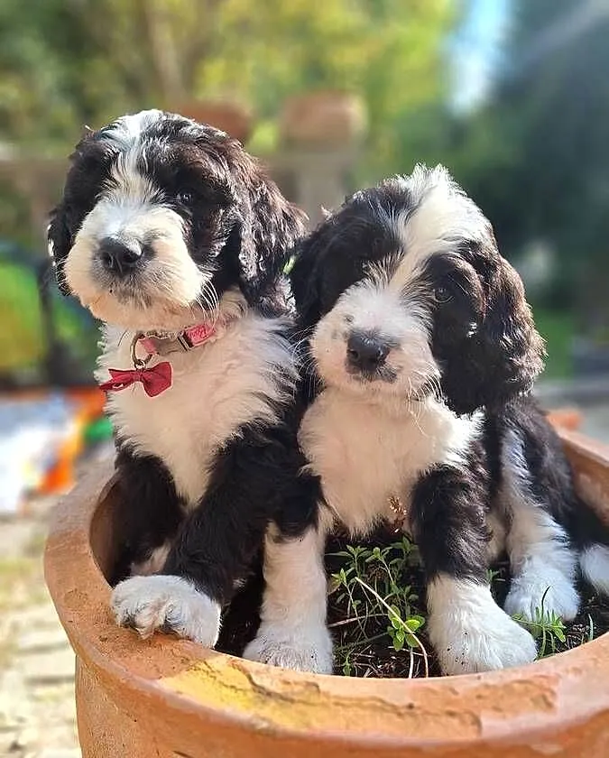 Bernedoodle/Rodzice FCI / inteligentny / puchaty, Mazowieckie, Chyliczki