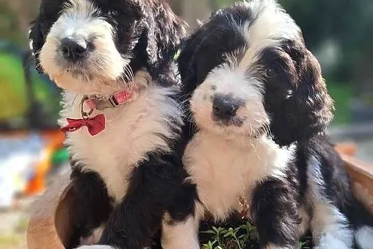 Bernedoodle/Rodzice FCI / inteligentny / puchaty, Mazowieckie, Chyliczki
