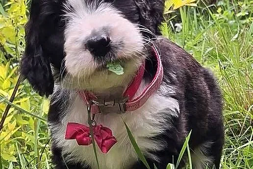 Bernedoodle/Rodzice FCI / inteligentny / puchaty, Mazowieckie, Chyliczki