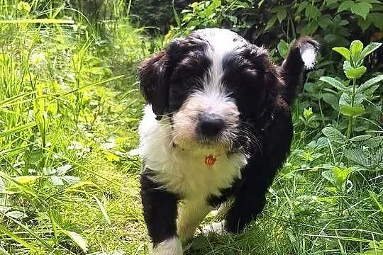 Bernedoodle/Rodzice FCI / inteligentny / puchaty, Mazowieckie, Chyliczki