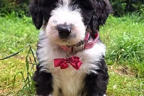 Bernedoodle/Rodzice FCI / inteligentny / puchaty, Mazowieckie, Chyliczki