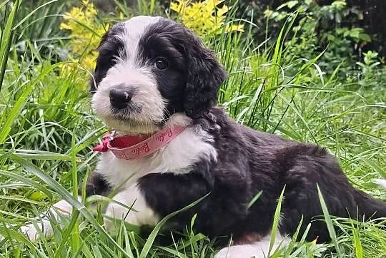 Bernedoodle/Rodzice FCI / inteligentny / puchaty, Mazowieckie, Chyliczki