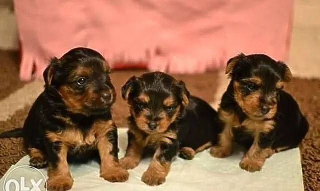 York Yorkshire Terrier Piotrków Tryb