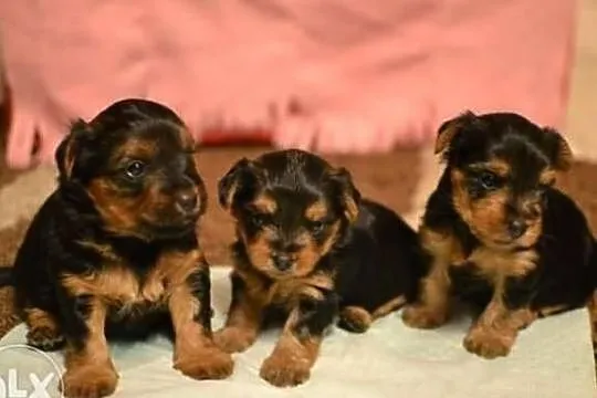 York Yorkshire Terrier Piotrków Tryb