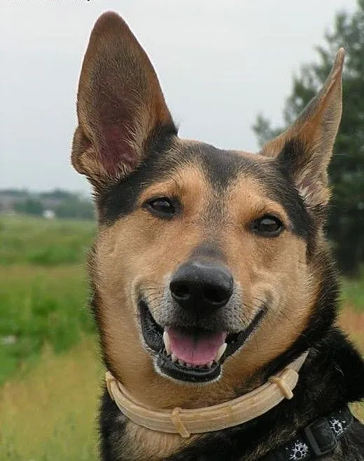 Adoptuję psa o takim wyglądzie, w wieku ok. 1 roku