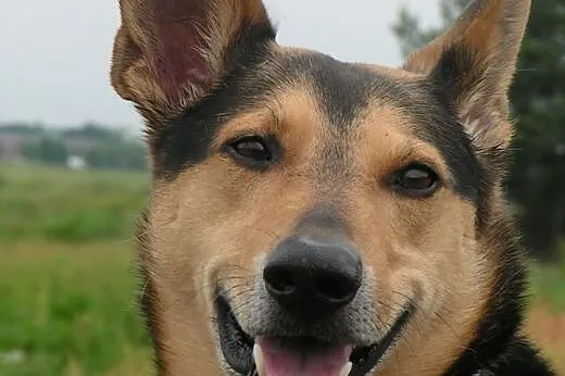 Adoptuję psa o takim wyglądzie, w wieku ok. 1 roku
