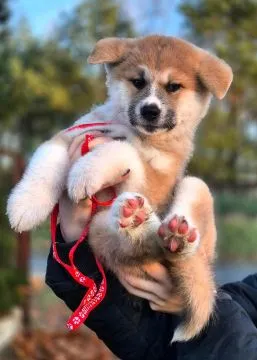 Akita Inu Japońska szczeniak rodowód ZKwP/FCI, SERDECZNIE POLECAM, , Turowo