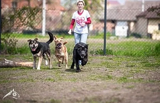 LORI-psinka śliczna szuka człowieka na całe życie!