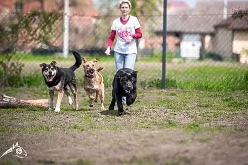 LORI-psinka śliczna szuka człowieka na całe życie!