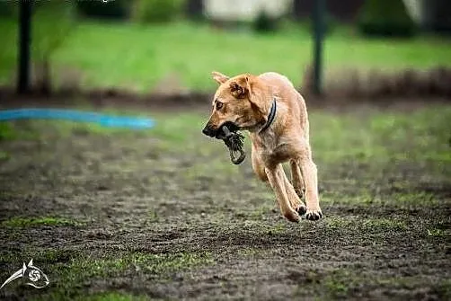 LORI-psinka śliczna szuka człowieka na całe życie!