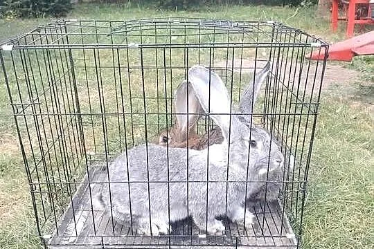 Sprzedam Belg Olbrzym samce i samice, Świętokrzyskie, Słupia