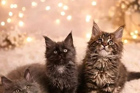 Kocięta Maine Coon FPL