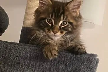 Kocięta Maine Coon FPL, Łódzkie, Łódź