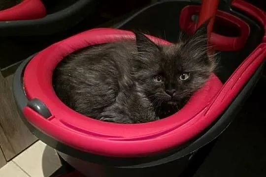 Kocięta Maine Coon FPL, Łódzkie, Łódź