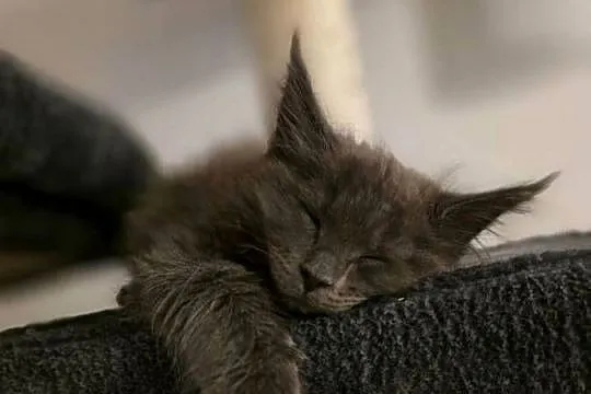 Kocięta Maine Coon FPL, Łódzkie, Łódź