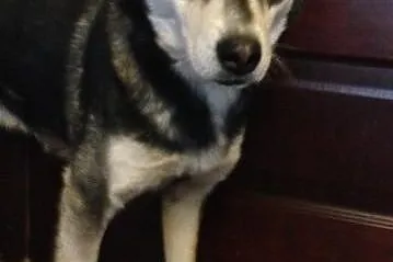 TYMEK- młody i wesoły pies husky do adopcji,  mazo