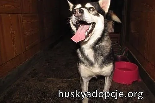 TYMEK- młody i wesoły pies husky do adopcji,  mazo