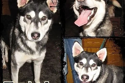 TYMEK- młody i wesoły pies husky do adopcji,  mazo
