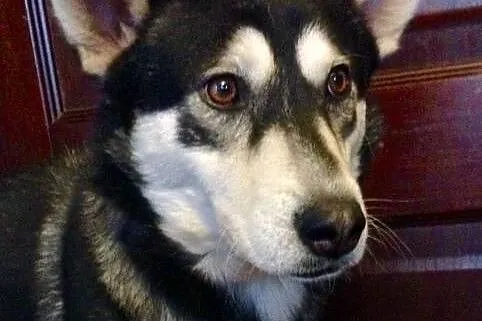 TYMEK- młody i wesoły pies husky do adopcji,  mazo