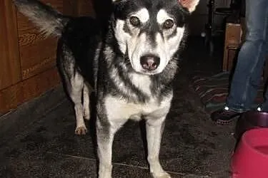 TYMEK- młody i wesoły pies husky do adopcji,  mazo