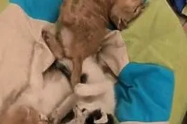 Kotki