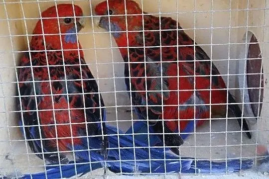 Papugi królewskie para, Podkarpackie, Kosina