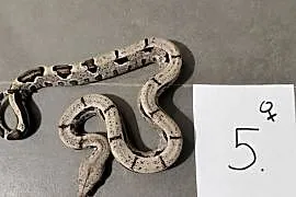 Boa cesarskie cb26 samice