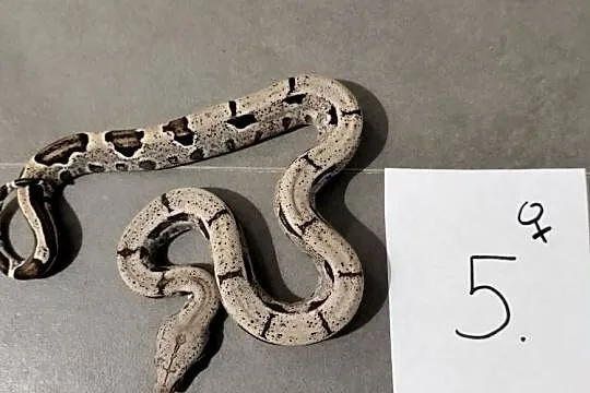 Boa cesarskie cb26 samice