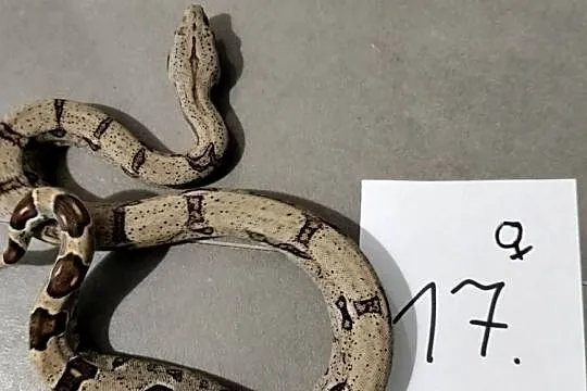 Boa cesarskie cb26 samice, Śląskie, Połomia
