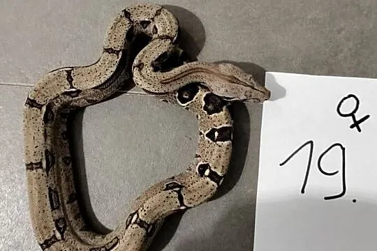 Boa cesarskie cb26 samice, Śląskie, Połomia