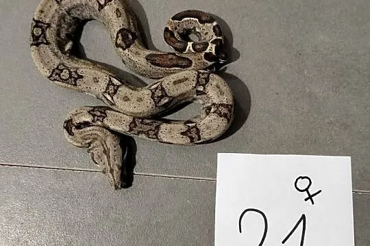 Boa cesarskie cb26 samice, Śląskie, Połomia