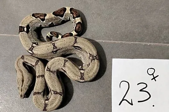 Boa cesarskie cb26 samice, Śląskie, Połomia