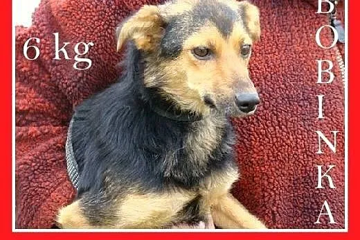 6 kg,łagodna,przytulaśna,nakolankowa suczka BOBINKA.Adopcja,  dolnośląskie Wrocław