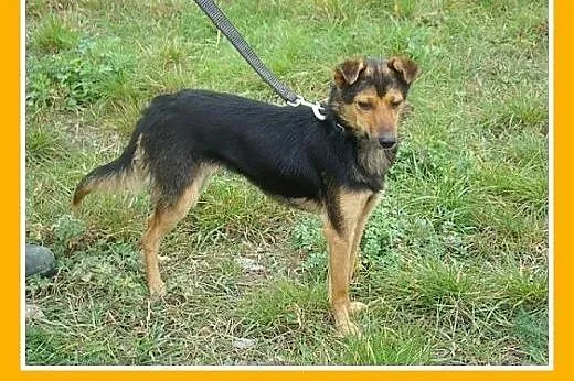 6 kg,łagodna,przytulaśna,nakolankowa suczka BOBINK