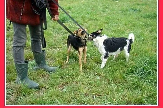 6 kg,łagodna,przytulaśna,nakolankowa suczka BOBINK